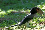 Trumpeter Hornbill_2947.jpg