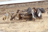 Vultures at carcass_4786.jpg
