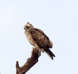 Wahlbergs Eagle_5216.jpg