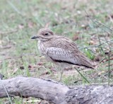 Water Thick-knee_1096.jpg