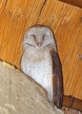 Western Barn Owl_0488.jpg