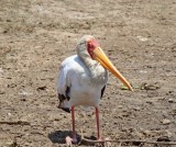 Yellow-billed Stork_0448.jpg