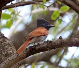 African Paradise Flycatcher - female_9113.jpg