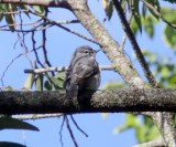 Ashy Flycatcher_0758.jpg