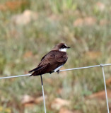 Banded Martin_6545.jpg
