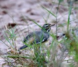 Bearded Scrub Robin_6946.jpg