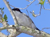 Black-backed Puffback_9321.jpg