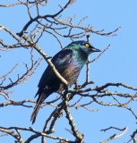 Black-bellied Starling_0961.jpg