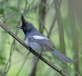 Blue-mantled Crested Flycatcher - male_8353.jpg