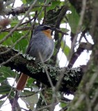 Cape Robin-Chat_5520.jpg