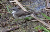 Cape Wagtail_9681.jpg