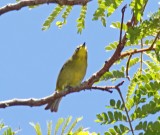 Cape White-eye_1419.jpg