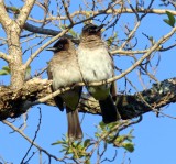 Common Bulbul_3830.jpg