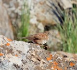 Eastern Long-billed Lark_6652.jpg