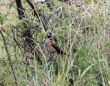 Fan-tailed Widowbird - male_7712.jpg