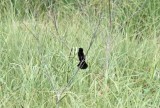 Fan-tailed Widowbird - male_7722.jpg