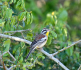 Golden-breasted Bunting - male_6903.jpg