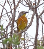 Gray-headed Bushshrike_5295.jpg