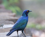 Greater Blue-eared Starling_9558.jpg