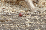 Jamesons Firefinch - male_4470.jpg