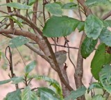 Rock-loving Cisticola_5574.jpg