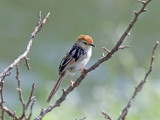 Levaillants Cisticola_7961.jpg
