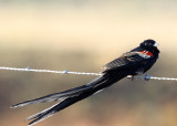 Long-tailed Widowbird - male_6304.jpg