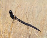 Long-tailed Widowbird - male_7555.jpg