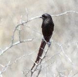 Magpie Shrike_0104.jpg