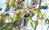 Neergaards Sunbird - male_6397.jpg