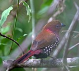 Pink-throated Twinspot - male_8350.jpg