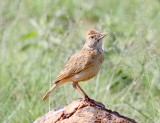 Rufous-naped Lark_7833.jpg