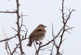 Sabota Lark_2804.jpg