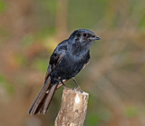 Southern Black Flycatcher_9122.jpg