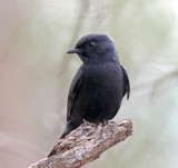 Southern Black Flycatcher_9161.jpg