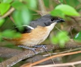 Southern Boubou - male_8887.jpg