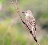 Spotted Flycatcher_4312.jpg