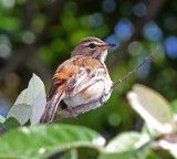 White-browed Scrub Robin_9374.jpg