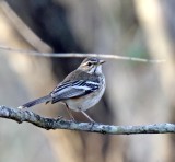 White-browed Scrub Robin_9841.jpg