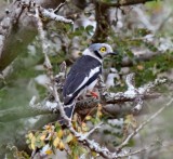White-crested Helmet-shrike_8287.jpg