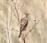 Wing-snapping Cisticola_7973.jpg