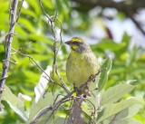 Yellow-fronted Canary_9356.jpg