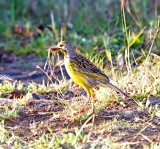 Yellow-throated Longclaw_3967.jpg