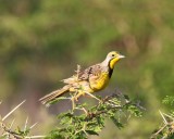 Yellow-throated Longclaw_8712.jpg