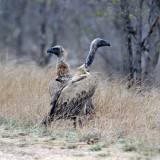 White-backed Vulture_2337.jpg