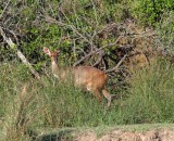 Bushbuck - female_2057.jpg