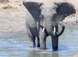 African Elephant_6597.jpg