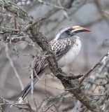 African Gray Hornbill - female_2725.jpg