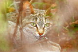 African Wild Cat_3622.jpg