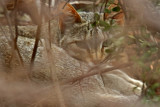 African Wild Cat_3643.jpg